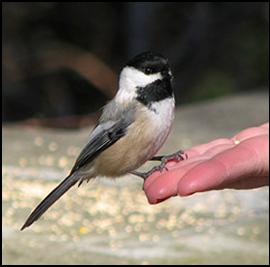 Black-capped Chickadee Looking for Handout